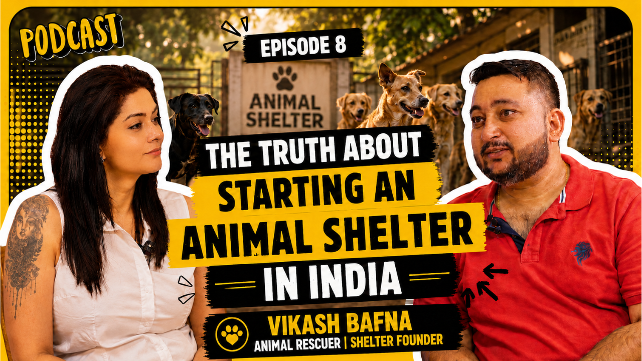 Want to Start an Animal Shelter in India? Here's What It Really Takes | Vikash Bafna
